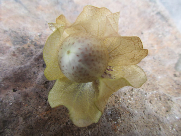 <i>Nicandra physalodes</i>