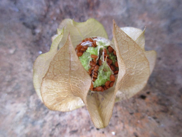 <i>Nicandra physalodes</i>