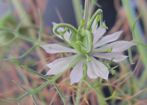 a flower with slender whitish petal-like sepals