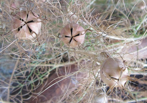 dry seed capsules