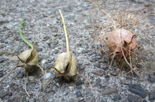 Nigella seed capsule comparison