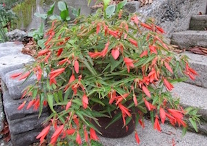 <i>Begonia boliviensis</i>