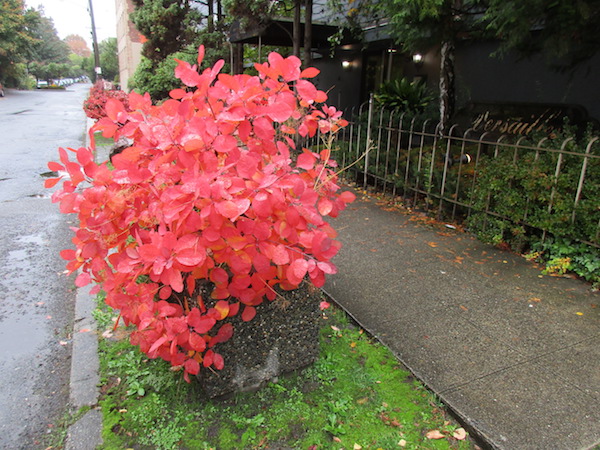 hybrid Smoke tree fall color