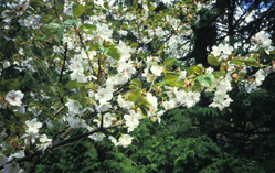 <i>Prunus</i> 'Ojochin'