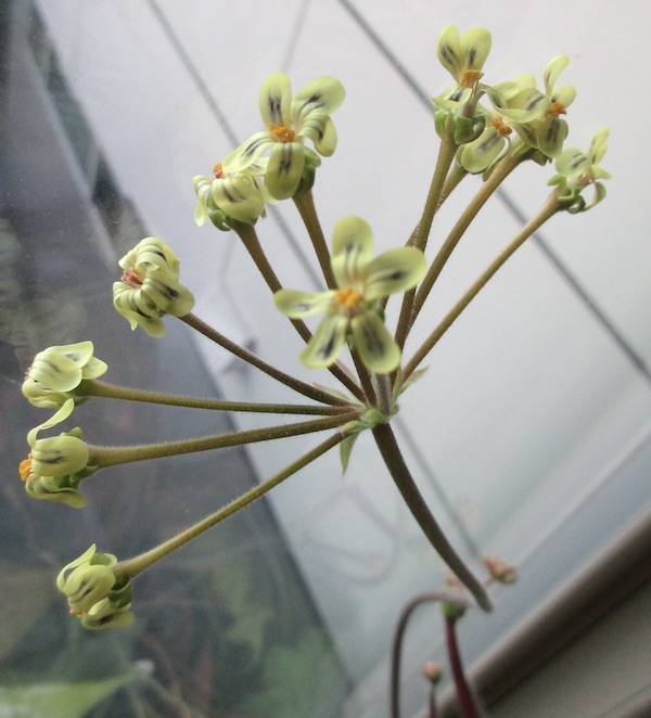 Pelargonium lobatum