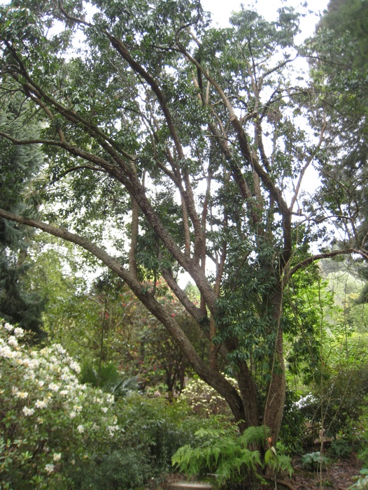 Photinia Davidsoniæ Berkeley Botanic Garden photo