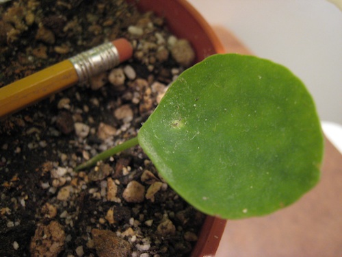 Pilea peperomioides leaf