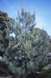 young Torrey Pine at Quail