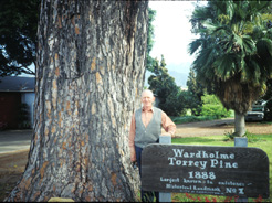 Torrey Pine at Carpinteria