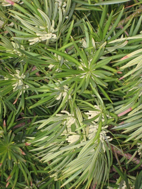 Podocarpus macrophyllus male flowers