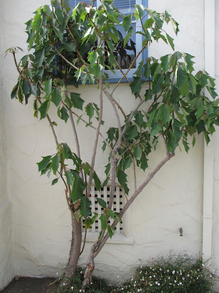 Poinsettia as a shrub