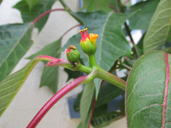 Poinsettia flowers