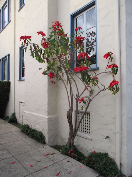 Poinsettia as a shrub