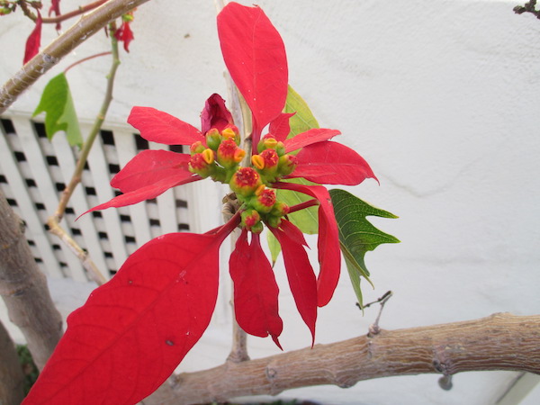 Poinsettia flowers