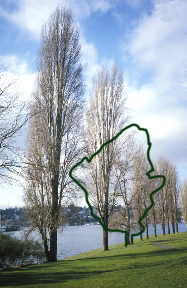 A lone non-narrow <i>Populus nigra</i> in Seattle with Ghost poplars