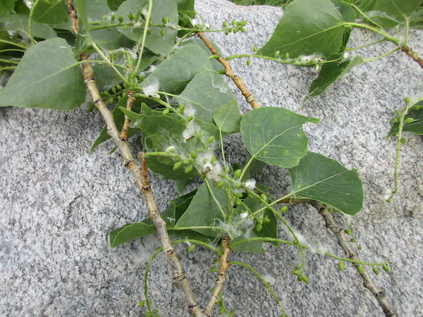 Seeds of <i>Populus nigra</i>