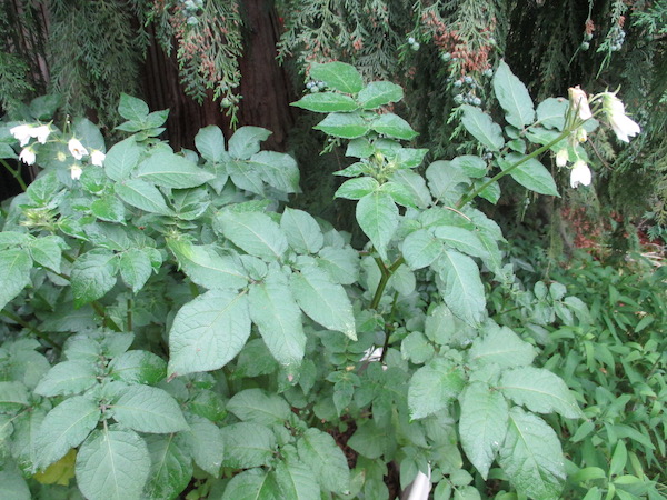 Ozette Potato plant