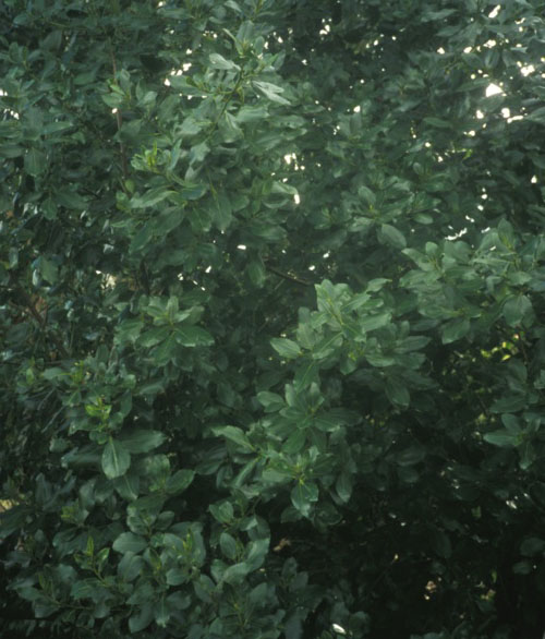 Italian buckthorn foliage photo