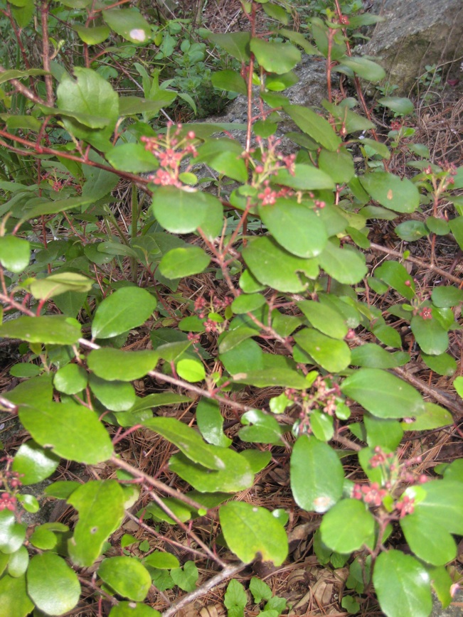 Ribes viburnifoliumn photo
