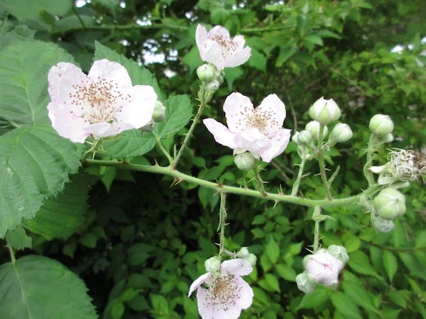 Rubus armeniacus