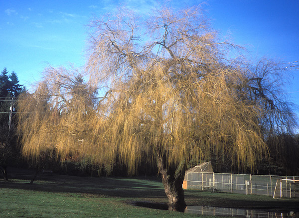 Golden Weeping willow in winter