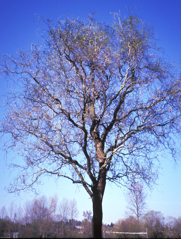 Corkscrew willow in winter