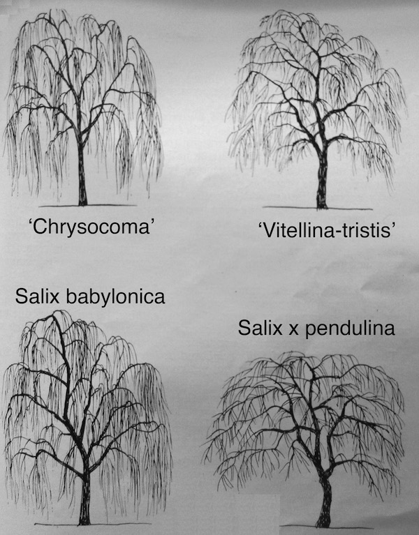 Weeping willow drawings by Ing. Jindrich Chmelar, in <i>Weeping Willows,</i> pp. 107 - 110 in International Dendrology Society <i>Yearbook</i> 1983