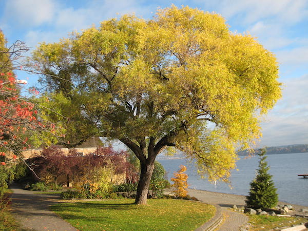 Peking willow in fall color