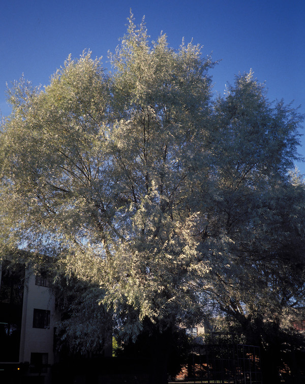 Silver willow in summer