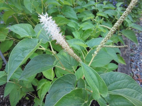Saururus cernuus in bloom