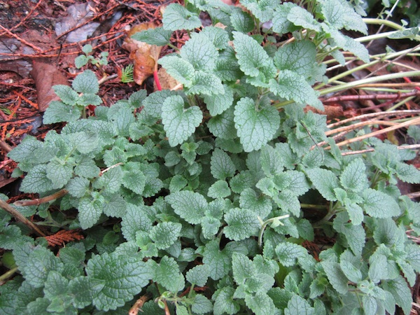 Scutellaria albida November foliage