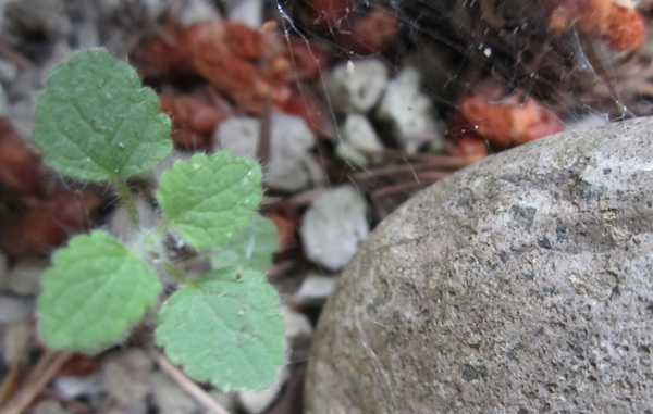 Scutellaria albida seedling