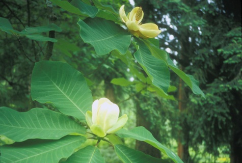 Japanese Silverleaf Magnolia