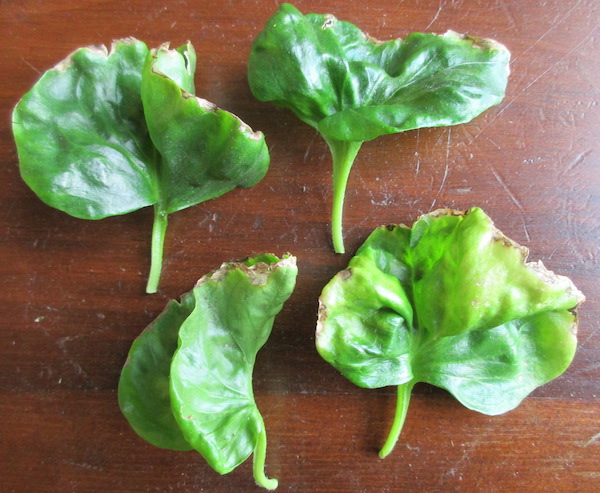 Sissoo Spinach leaves