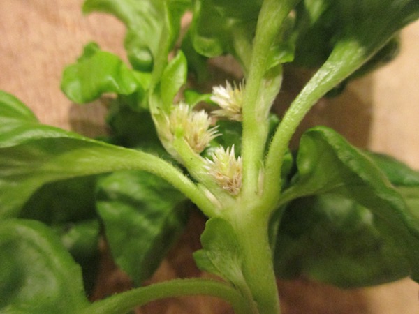 Sissoo Spinach flowers