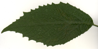Styrax Hemsleyanus seedling leaf