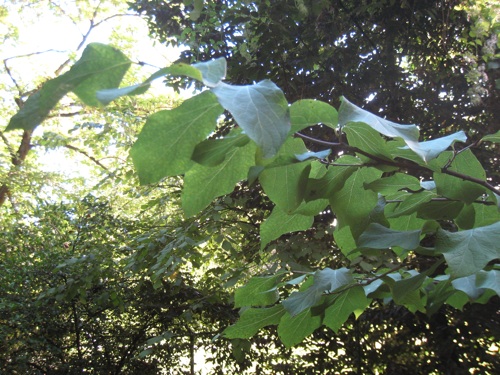 Styrax Hemsleyanus leaves on twigs