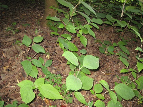 Styrax Hemsleyanus seedlings