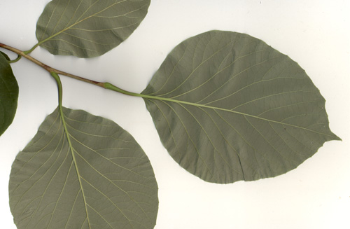 Styrax Obassia leaves
