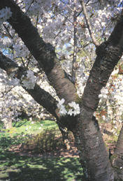 <i>Prunus</i> 'Tai Haku'