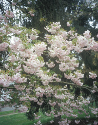 <i>Prunus</i> 'Tanko-shinju'