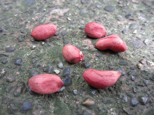 Tennessee Red peanuts