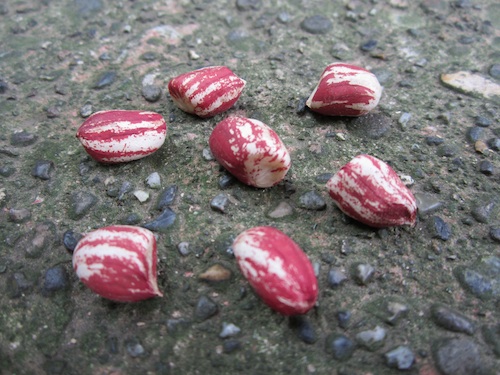 Texas Red and White peanuts