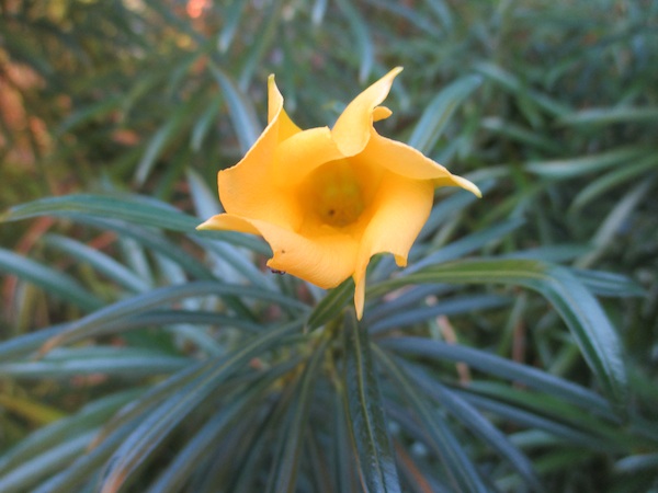 Thevetia flower