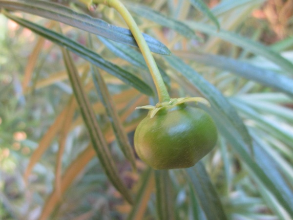 Thevetia unripe fruit