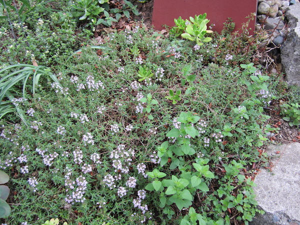 Caraway Thyme