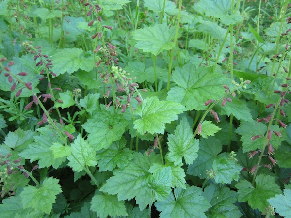 Tolmiea Menziesii flowers