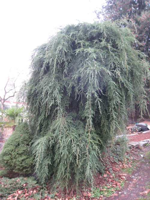 Weeping hemlock over 10 feet tall