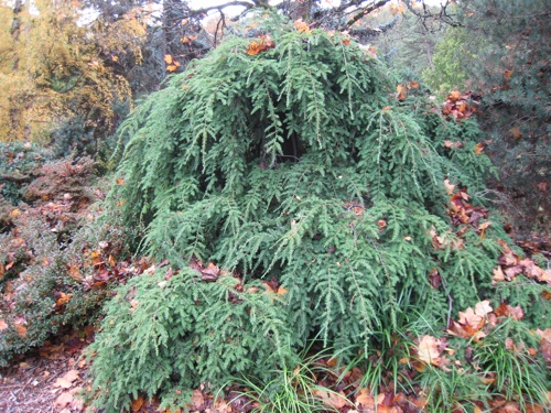 Weeping hemlock about 6 feet tall and 13 feet wide