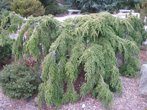 Weeping hemlock